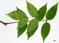 SpeciesSub: var. sinica